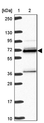 hnRNP L Antibody in Western Blot (WB)