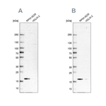 MZB1 Antibody in Western Blot (WB)