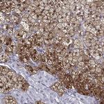 AKR1B1 Antibody in Immunohistochemistry (Paraffin) (IHC (P))