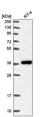 AKR1B1 Antibody in Western Blot (WB)