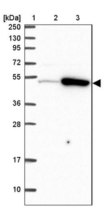 TRIP6 Antibody in Western Blot (WB)