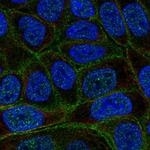 C4orf19 Polyclonal Antibody