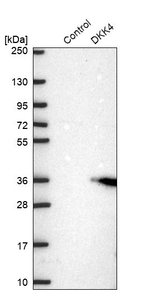 DKK4 Antibody in Western Blot (WB)