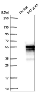 SAP30BP Antibody in Western Blot (WB)