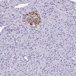 Amylin Antibody in Immunohistochemistry (Paraffin) (IHC (P))