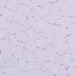 Amylin Antibody in Immunohistochemistry (Paraffin) (IHC (P))