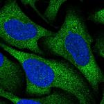 RGS16 Polyclonal Antibody