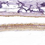 PLA2G5 Antibody in Immunohistochemistry (Paraffin) (IHC (P))