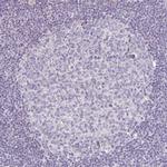 PLA2G5 Antibody in Immunohistochemistry (Paraffin) (IHC (P))