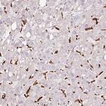 CD169 Antibody in Immunohistochemistry (Paraffin) (IHC (P))