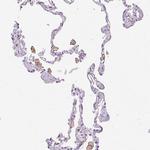 CD169 Antibody in Immunohistochemistry (Paraffin) (IHC (P))