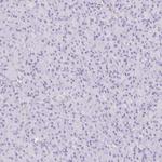 CD169 Polyclonal Antibody
