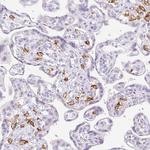 CD169 Antibody in Immunohistochemistry (Paraffin) (IHC (P))
