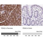 PDIA2 Antibody