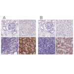 PDIA2 Antibody in Immunohistochemistry (Paraffin) (IHC (P))