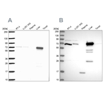 PCK2 Antibody in Western Blot (WB)