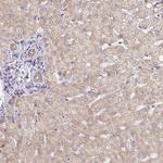 MAVS Antibody in Immunohistochemistry (Paraffin) (IHC (P))