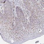 MAVS Antibody in Immunohistochemistry (Paraffin) (IHC (P))