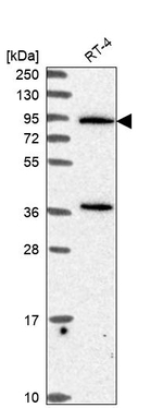 PLCD3 Antibody in Western Blot (WB)