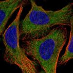EEF1A2 Antibody in Immunocytochemistry (ICC/IF)