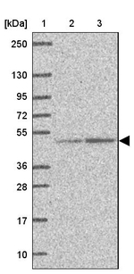 EEF1A2 Antibody in Western Blot (WB)
