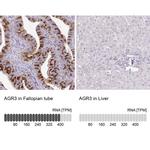 AGR3 Antibody