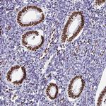 NONO Antibody in Immunohistochemistry (Paraffin) (IHC (P))