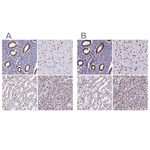 NONO Antibody in Immunohistochemistry (Paraffin) (IHC (P))