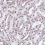 NONO Antibody in Immunohistochemistry (Paraffin) (IHC (P))
