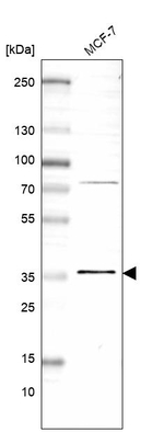 MORF4L2 Antibody in Western Blot (WB)