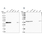 IDH3B Antibody in Western Blot (WB)