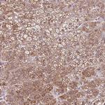 C1orf57 Antibody in Immunohistochemistry (Paraffin) (IHC (P))