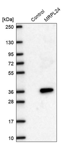 MRPL24 Antibody in Western Blot (WB)