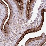 CRISP3 Antibody in Immunohistochemistry (Paraffin) (IHC (P))