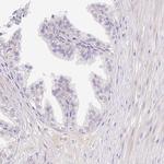 CRISP3 Antibody in Immunohistochemistry (Paraffin) (IHC (P))