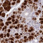 CRISP3 Antibody in Immunohistochemistry (Paraffin) (IHC (P))