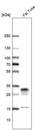 CRISP3 Antibody in Western Blot (WB)
