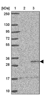 ST8SIA2 Antibody in Western Blot (WB)