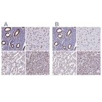 NONO Antibody in Immunohistochemistry (Paraffin) (IHC (P))