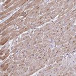 p38 MAPK gamma Polyclonal Antibody