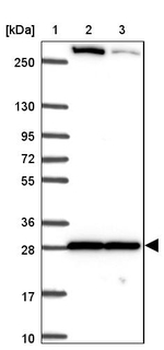 p38 MAPK gamma Antibody in Western Blot (WB)