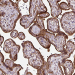 FLRT1 Antibody in Immunohistochemistry (Paraffin) (IHC (P))