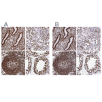 SFPQ Antibody in Immunohistochemistry (Paraffin) (IHC (P))