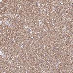 BCAS1 Antibody in Immunohistochemistry (Paraffin) (IHC (P))
