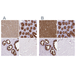 BCAS1 Antibody in Immunohistochemistry (Paraffin) (IHC (P))