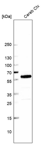 BCAS1 Antibody in Western Blot (WB)