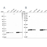 MT-CO2 Antibody in Western Blot (WB)
