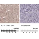 Talin 2 Antibody