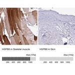 HSP20 Antibody
