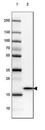 HSP20 Antibody in Western Blot (WB)